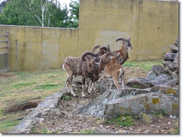 Diapositiva siguiente